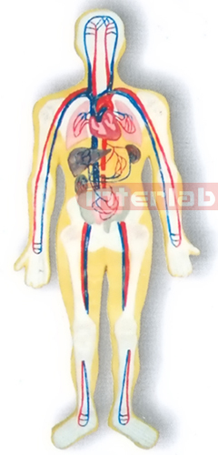 MAGNET-HANGING HUMAN BLOOD CIRCULATION SYSTEM MODEL